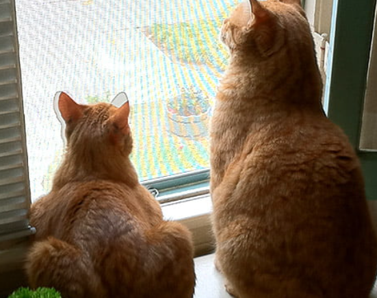 Kedi Tülü Sineklik